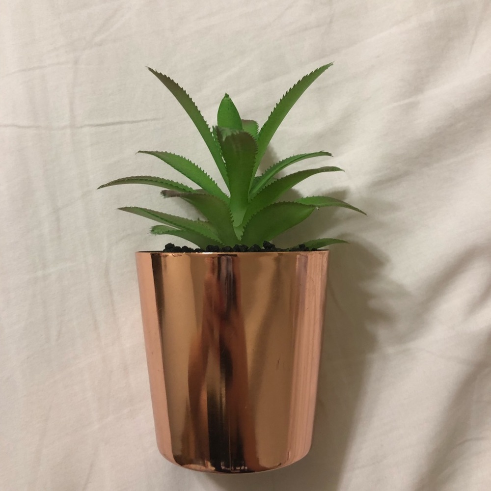 Room Decor Plant